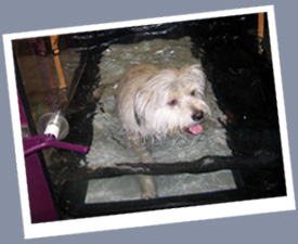 OSCAR Foundation photos - Oscar in underwater treadmill